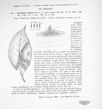 Pestalotiopsis guepinii image